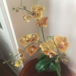 Orchid Decor
